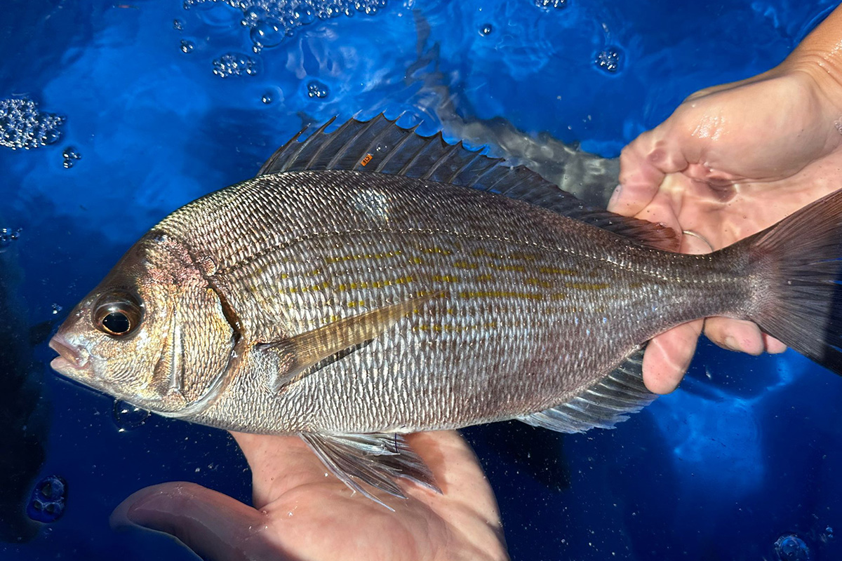 private fishing trips around Lesvos