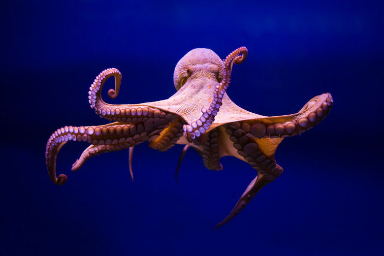 Sea adventures in North Aegean
