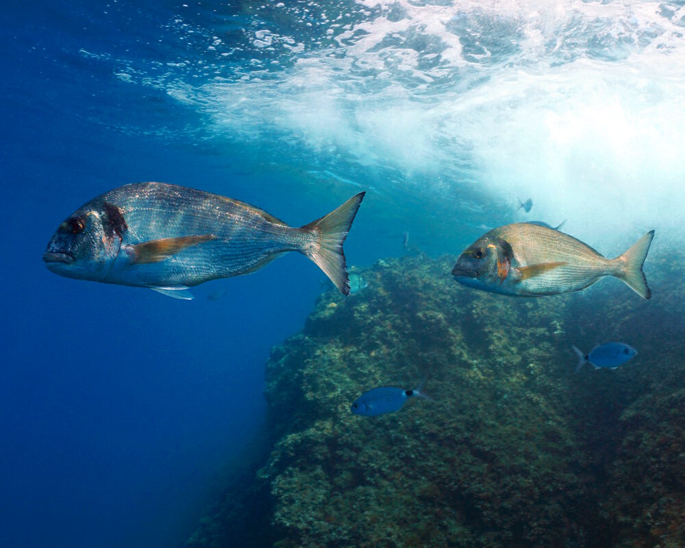 Sea adventure trips in Lesvos