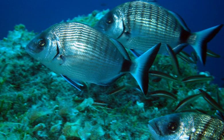 Private fishing charters in Lesvos, North Aegean Sea