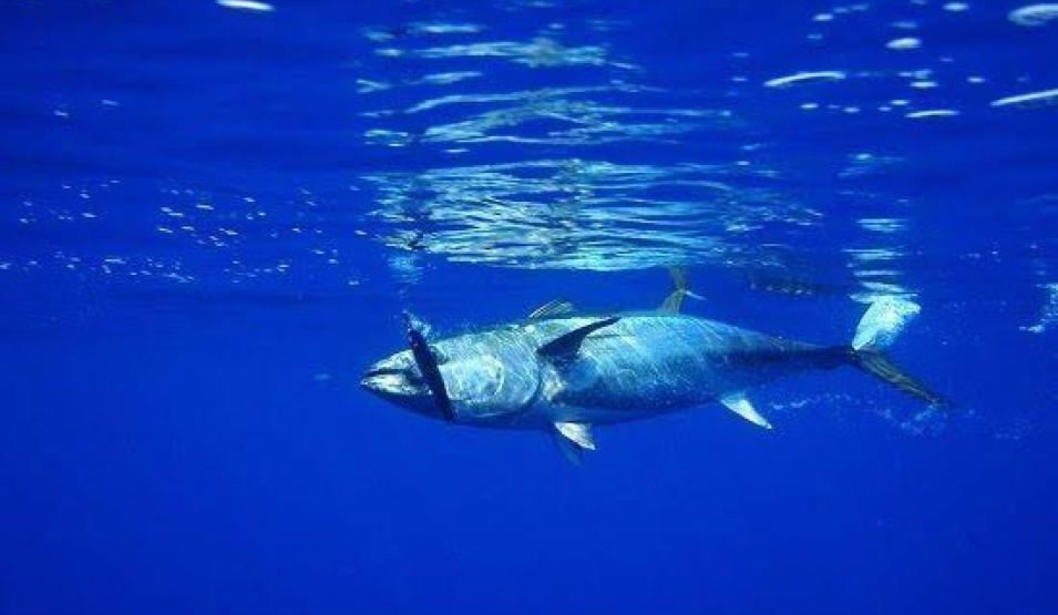 fishing trip in lesvos