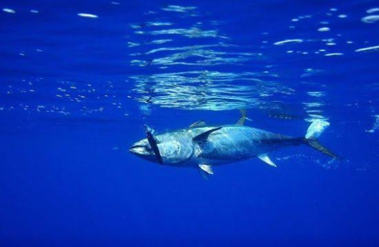 fishing trip in lesvos