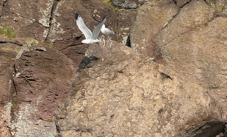 Birdwatching Adventure in Aspronisia 