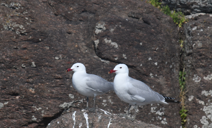 Birdwatching in Lesvos
